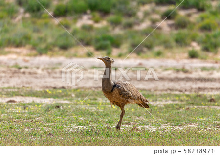 Kori Bustard Kalahari South Africa 58238971