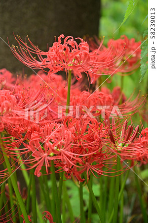 木陰の曼珠沙華 58239013