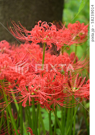 木陰に咲く曼珠沙華 58239014