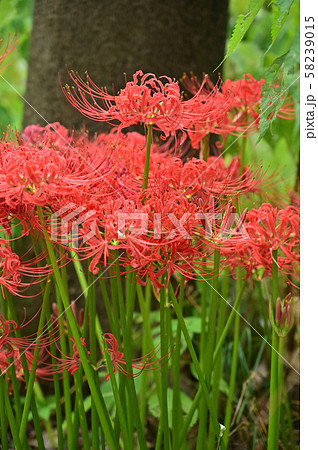 木陰に咲く曼珠沙華 58239015