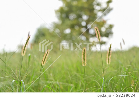 エノコログサ 58239024