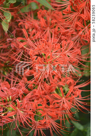 曼珠沙華満開 58239065