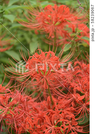 曼珠沙華満開 曼珠沙華満開 58239067