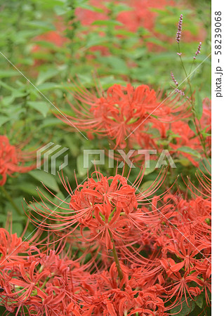 曼珠沙華満開 58239068