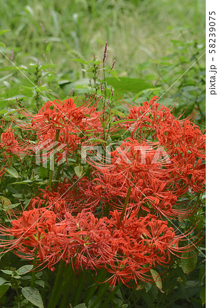 咲き誇る曼珠沙華 咲き誇る曼珠沙華 58239075