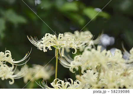 競い合うシロバナ 競い合うシロバナ 58239086