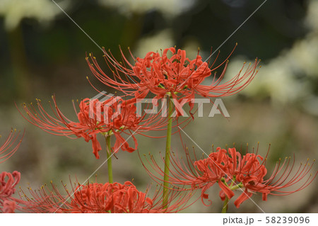 曼珠沙華　白に映える赤 58239096