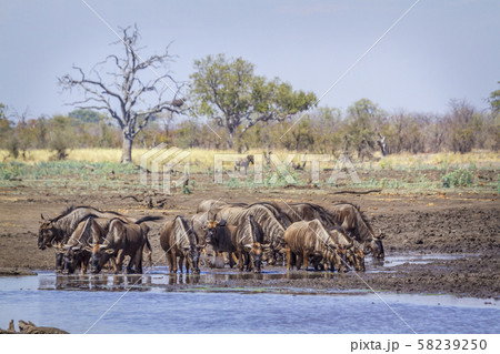 Blue wildebeest in Kruger National park, South 58239250