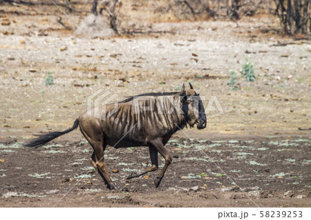 Blue wildebeest in Kruger National park, South Blue wildebeest in Kruger National park, South 58239253