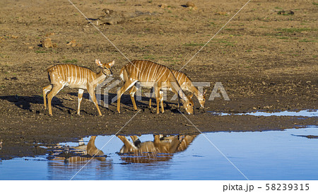 Nyala in Kruger National park, South Africa Nyala in Kruger National park, South Africa 58239315