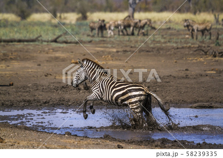 Plains zebra in Kruger National park, South Africa Plains zebra in Kruger National park, South Africa 58239335