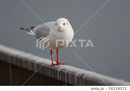 カモメ カモメ 58239523