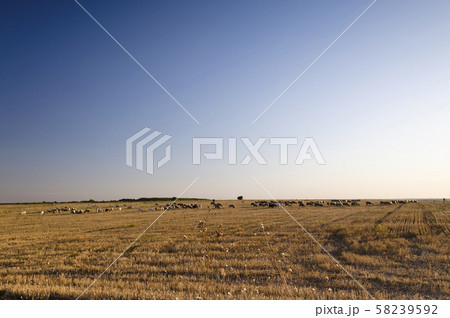 Herd of goats in the autumn golden field 58239592