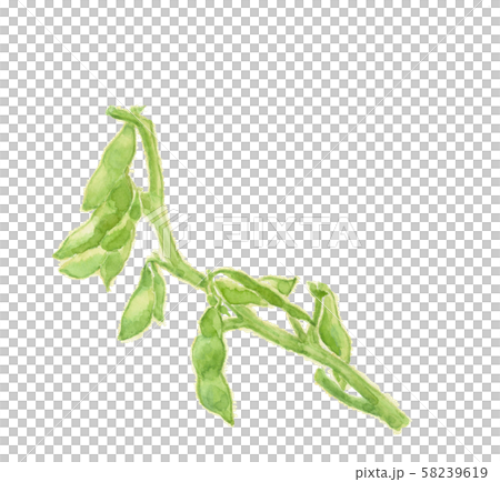 綠色大豆大豆水彩 綠色大豆大豆水彩 58239619