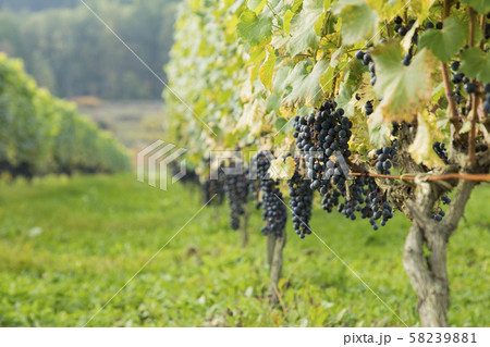 ぶどう  ぶどう  58239881