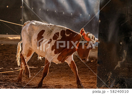 Calf Roping In Australia Calf Roping In Australia 58240010
