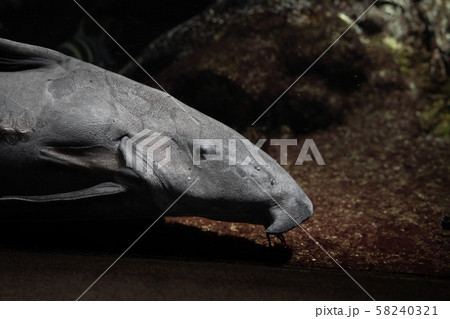 水槽の中で泳ぐプレコ 58240321