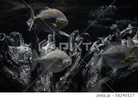 水槽の中のピラニア 水槽の中のピラニア 58240327