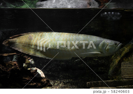 水槽の中のアロワナ 58240603