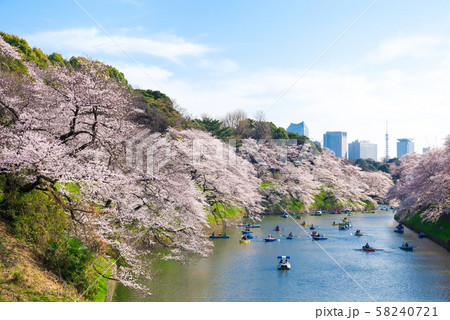 千鳥ヶ淵の桜 春 (東京都千代田区) 2018年3月 千鳥ヶ淵の桜 春 (東京都千代田区) 2018年3月 58240721