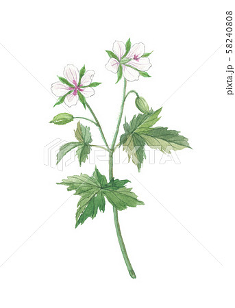 ゲンノショウコ　現の証拠 58240808