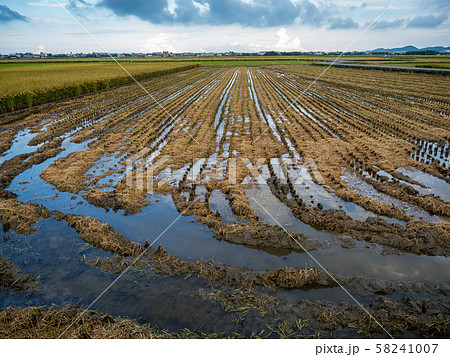 rice field harvest in summer rice field harvest in summer 58241007