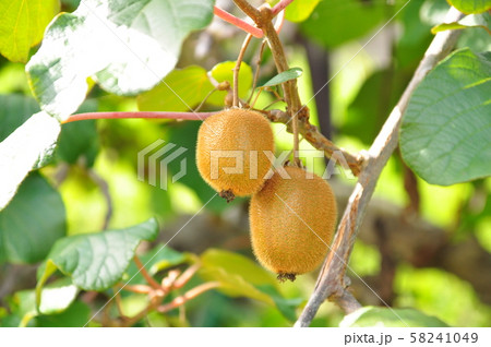 キウイフルーツ キウイフルーツ 58241049