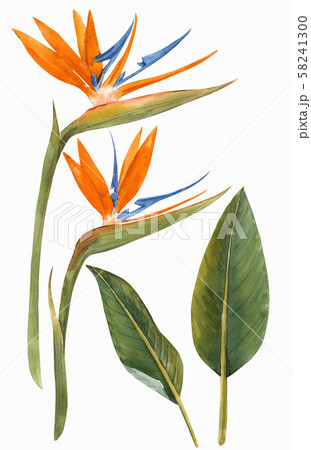 Watercolor Strelitzia Flowers Illustrationのイラスト素材