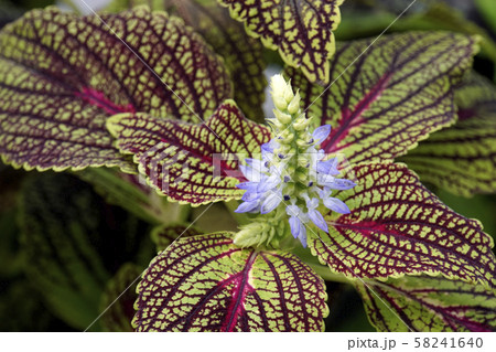 コリウスの花 58241640