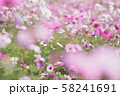 コスモスふわり 58241691