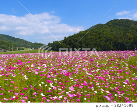 秋風漂う長閑な三田市波豆川（はずかわ）地区のコスモス畑/兵庫県三田市波豆川 58241699