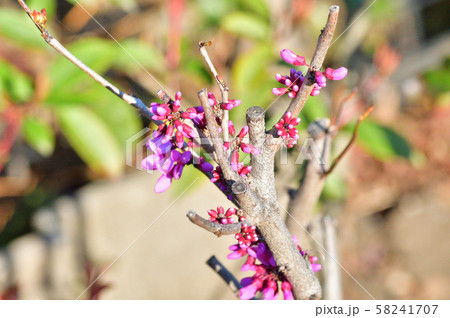 開花直前の多数のつぼみを付けているハナズオウを撮影した写真 開花直前の多数のつぼみを付けているハナズオウを撮影した写真 58241707