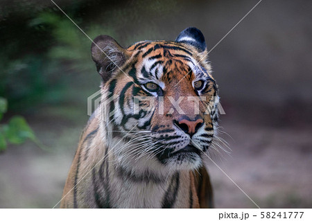 Sumatran Tiger, Panthera tigris sumatrae 58241777