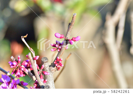 開花直前の多数のつぼみを付けているハナズオウを撮影した写真 開花直前の多数のつぼみを付けているハナズオウを撮影した写真 58242261