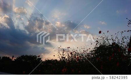 秋の夕暮れ コスモス 秋の夕暮れ コスモス 58242395