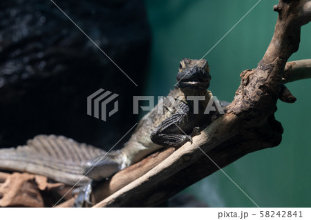 フィリピンホカケトカゲ フィリピンホカケトカゲ 58242841