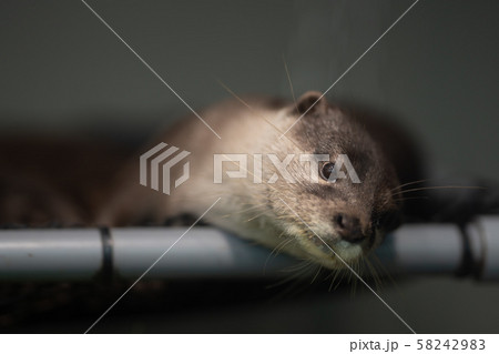 くつろぐカワウソ くつろぐカワウソ 58242983