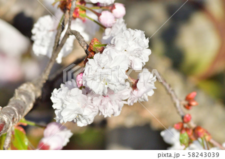 雛菊桜と推定されるサクラの樹の枝の花を撮影した写真 58243039