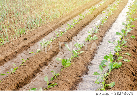 Planting seedlings cabbage in the field  58243079