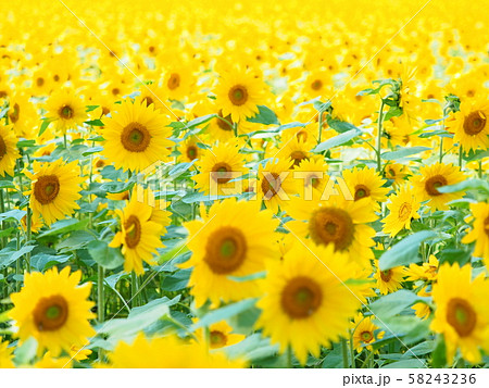 ひまわり畑 58243236