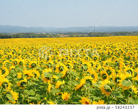 北海道の風景 秋咲きひまわり畑 パレットの丘 58243237