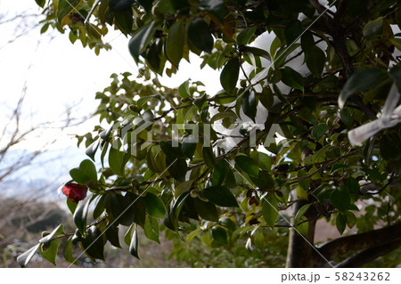 清水寺 Kiyomizu Temple 清水寺 Kiyomizu Temple 58243262