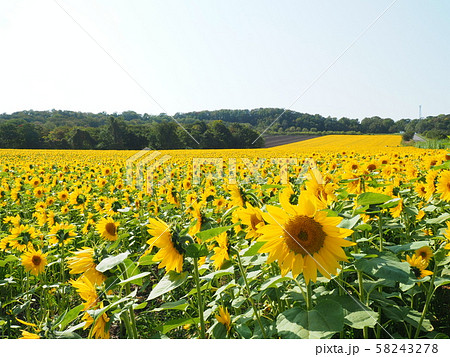 北海道の風景 秋咲きひまわり パレットの丘 58243278
