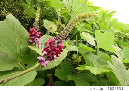 薬草の葛の花、葛の種 58243314