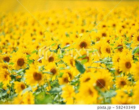 北海道の風景 秋咲きひまわり畑 パレットの丘 58243349