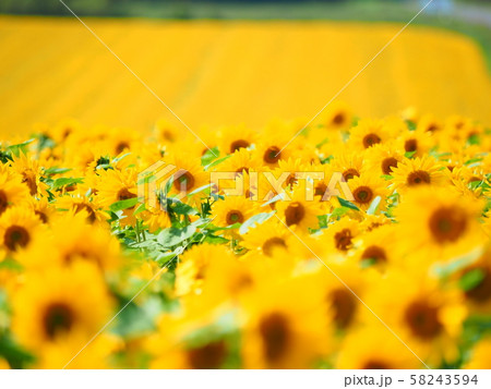 北海道の風景 秋咲きひまわりの花 パレットの丘 北海道の風景 秋咲きひまわりの花 パレットの丘 58243594