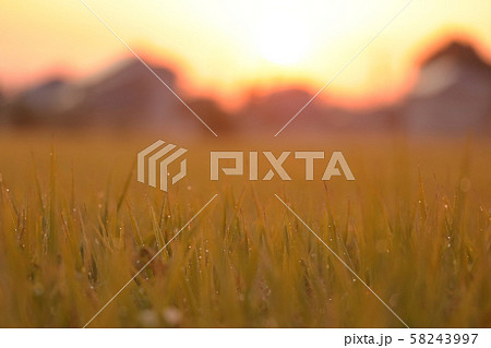 朝露 朝露 58243997