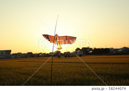 とんびカイト とんびカイト 58244074