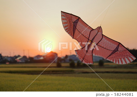 鳶カイト 58244081