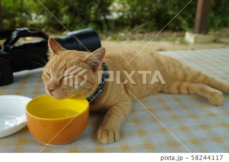 猫・野良猫・茶トラ・チャー坊・生き残り策・看板猫 猫・野良猫・茶トラ・チャー坊・生き残り策・看板猫 58244117